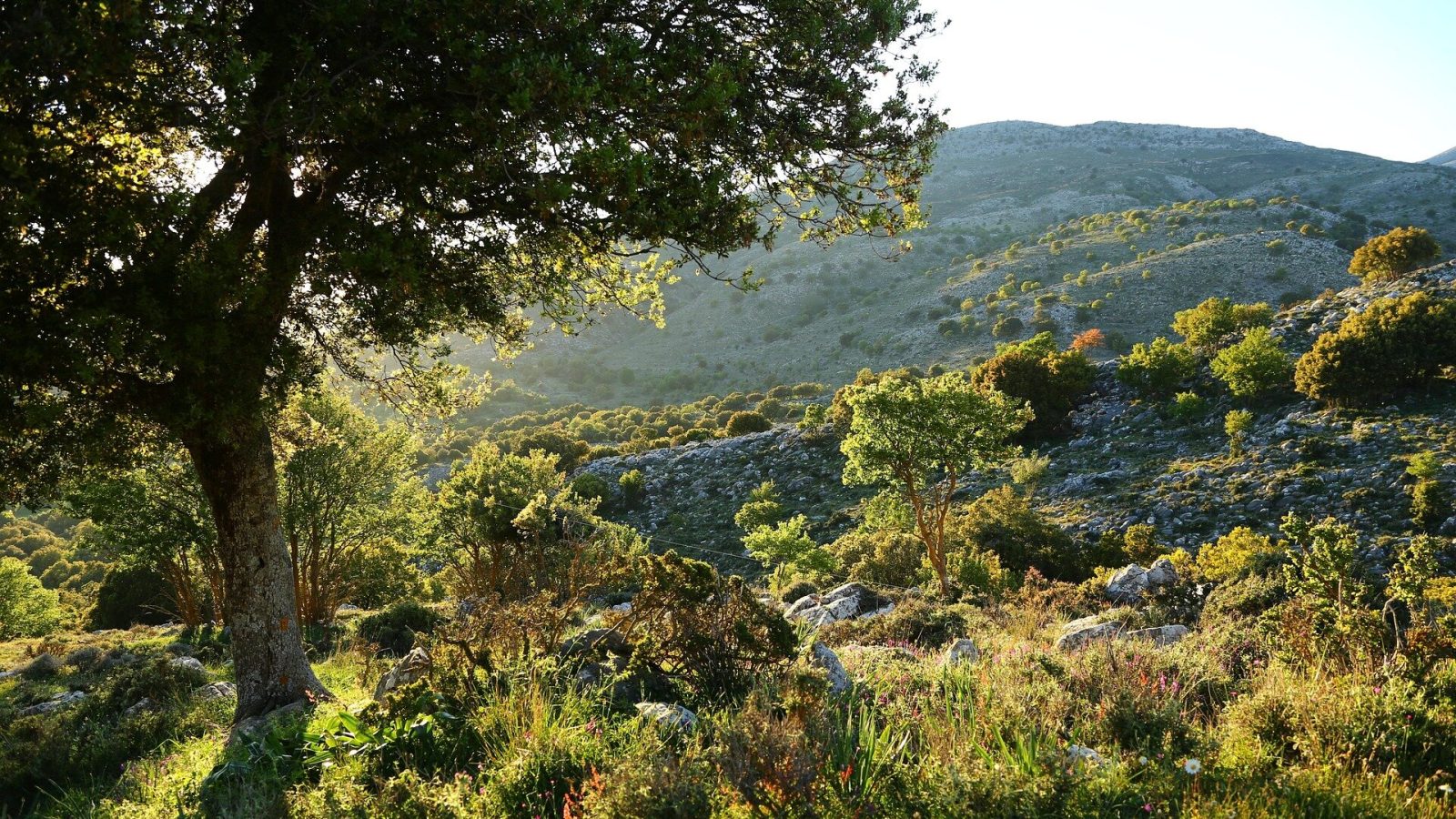 8-million-year-old rhino skull found in Crete