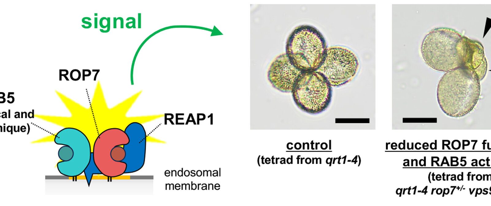 A molecular bridge connects two signaling pathways critical for pollen development