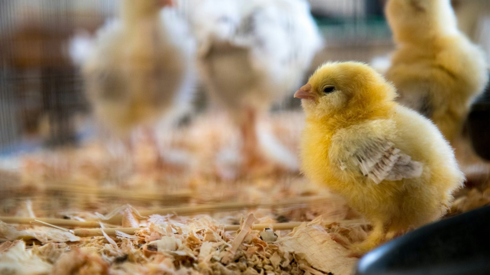 Age, not feed additives, affects antimicrobial resistance genes in chickens