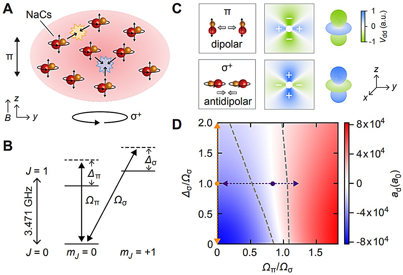 An extremely stable quantum gas offers a new lens on strongly interacting systems