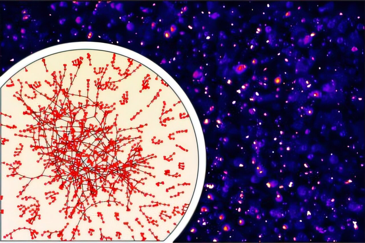 Avoiding a sticky situation: How cells stop messenger RNAs from clumping together