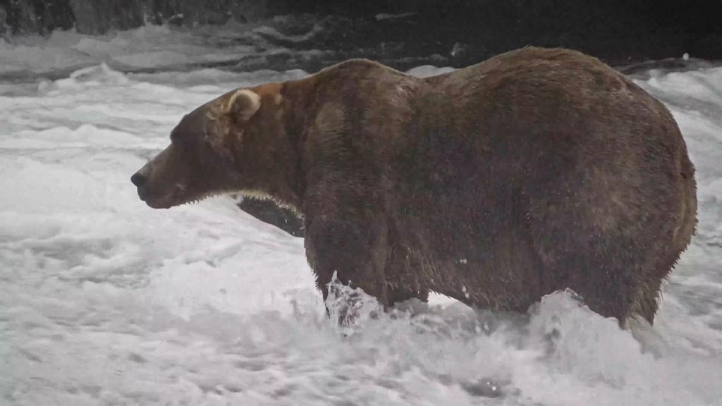 'Backpack' declared Alaska's Fat Bear Week winner