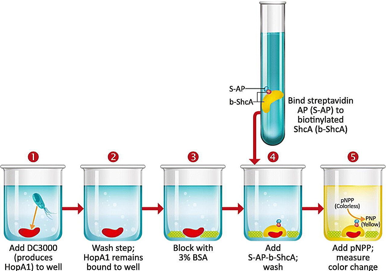 Bacterial invasion proteins could improve detection of live crop pathogens