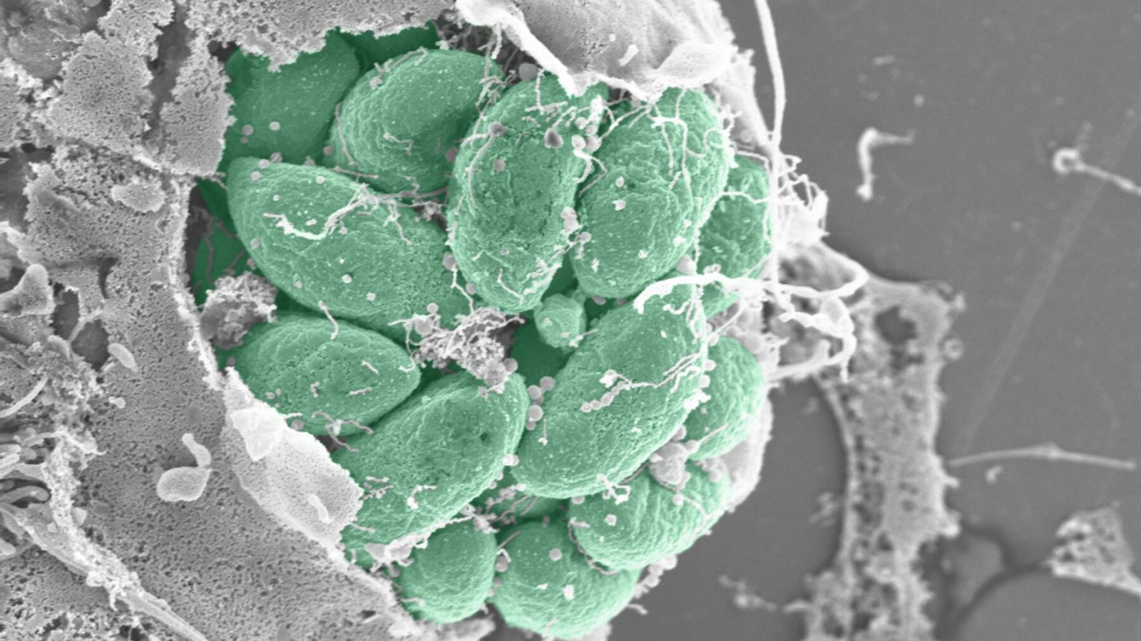 Breaking and entering: How parasites prepare host cells for invasion