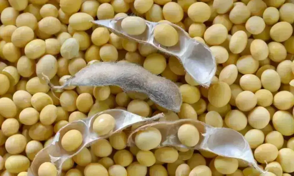 China says to cut tariffs on US farm goods, but soybeans excluded