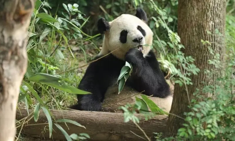 China sends 2 giant pandas to US after Washington summit