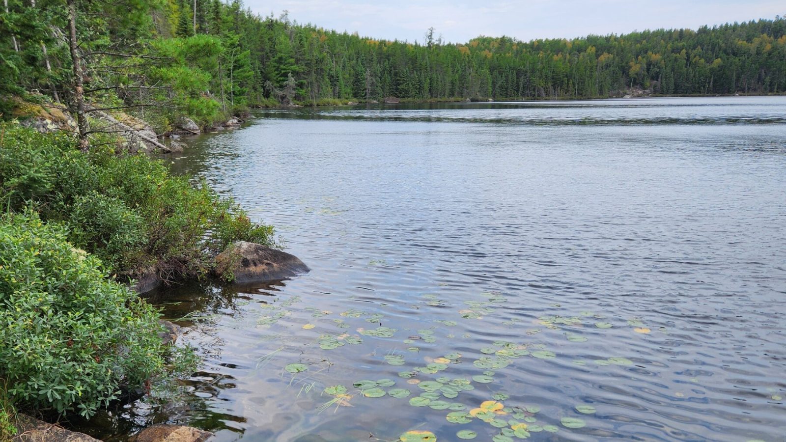 Common wastewater pollutant turns male minnows into poorer parents and fiercer rivals