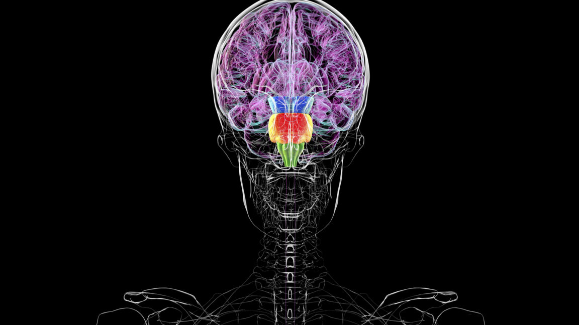Contrary to some reports, you don't have two brains