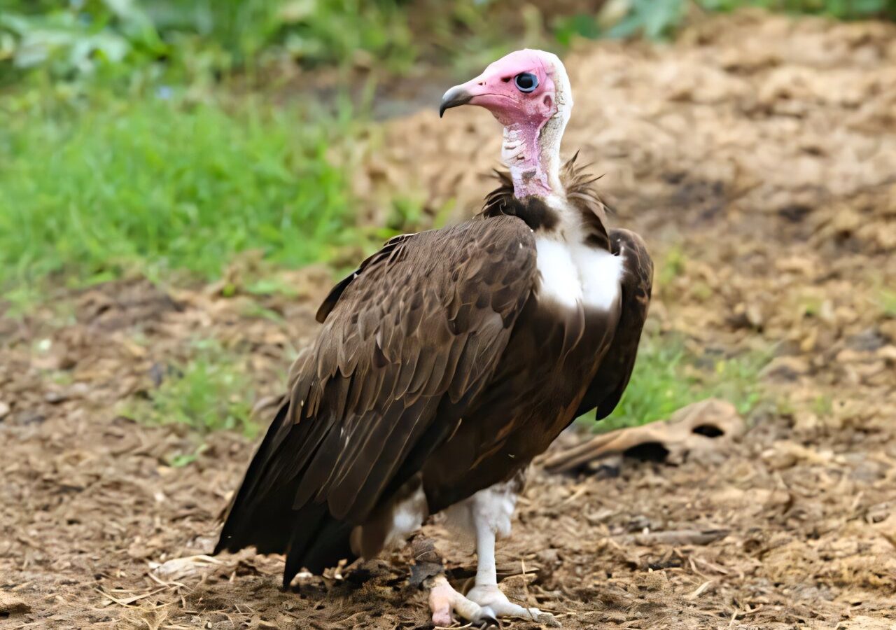 Critically endangered species in the heart of Africa: Investigating Hooded Vultures in Chad