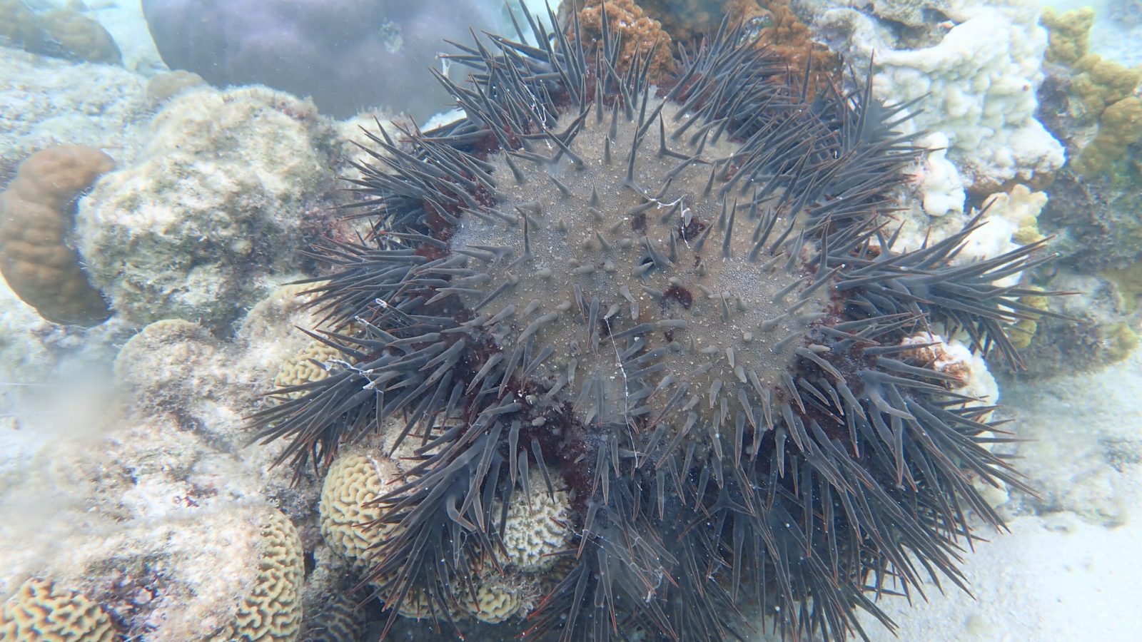 Crown-of-thorns starfish can help reefs thrive