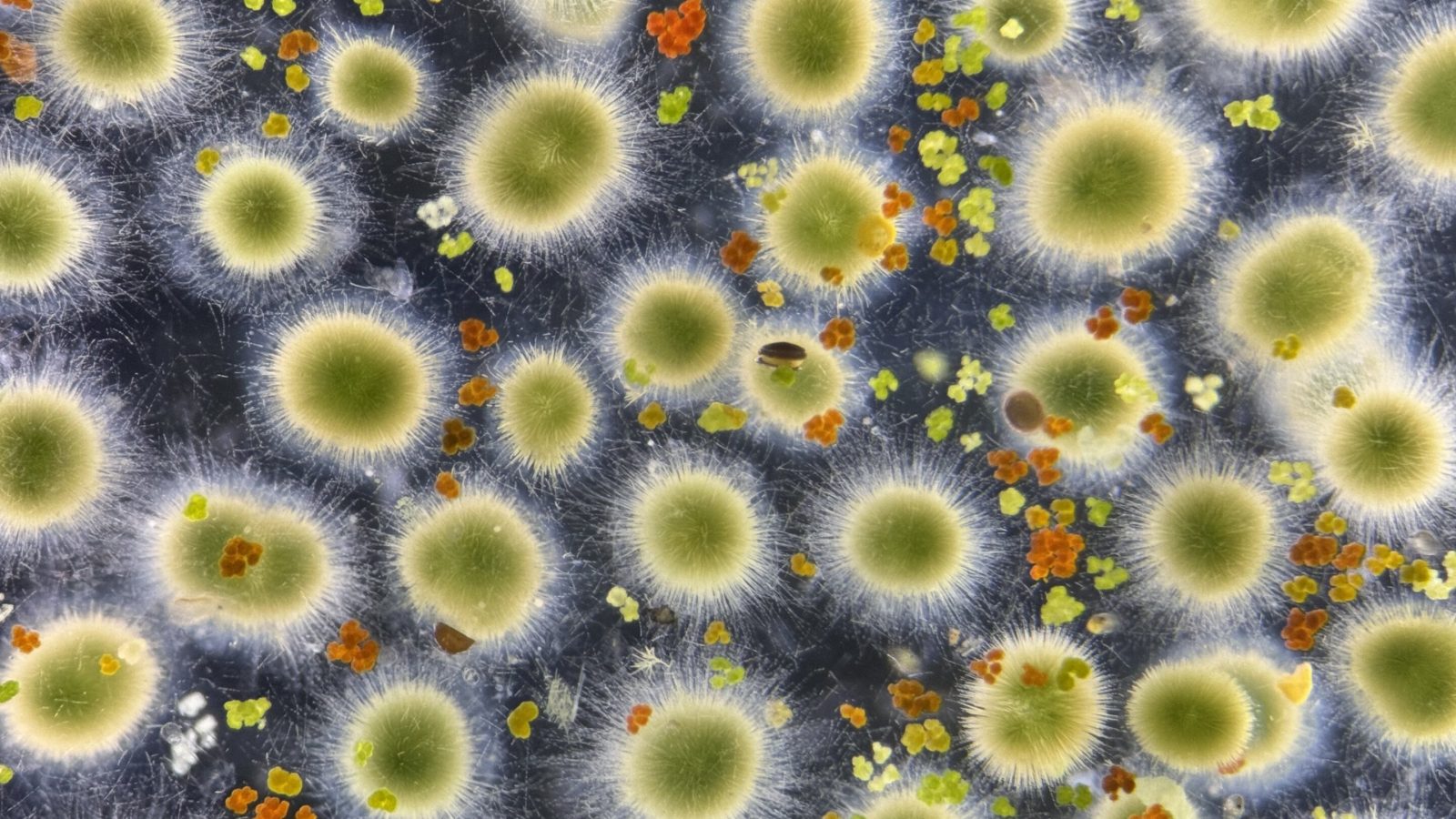 Cyanobacterium found in clean lakes shows little toxic potential