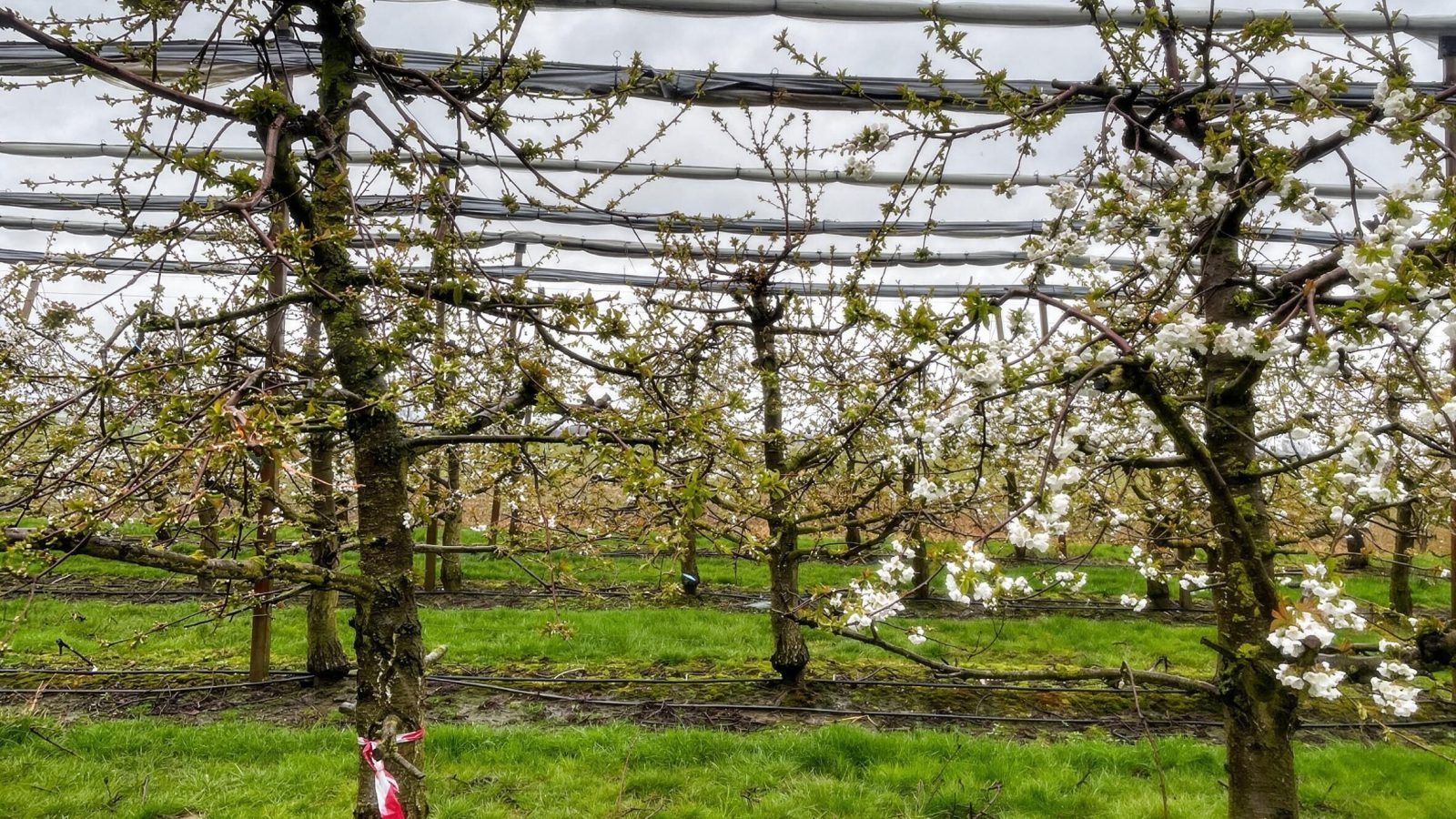 Delaying cherry blossom to reduce frost damage