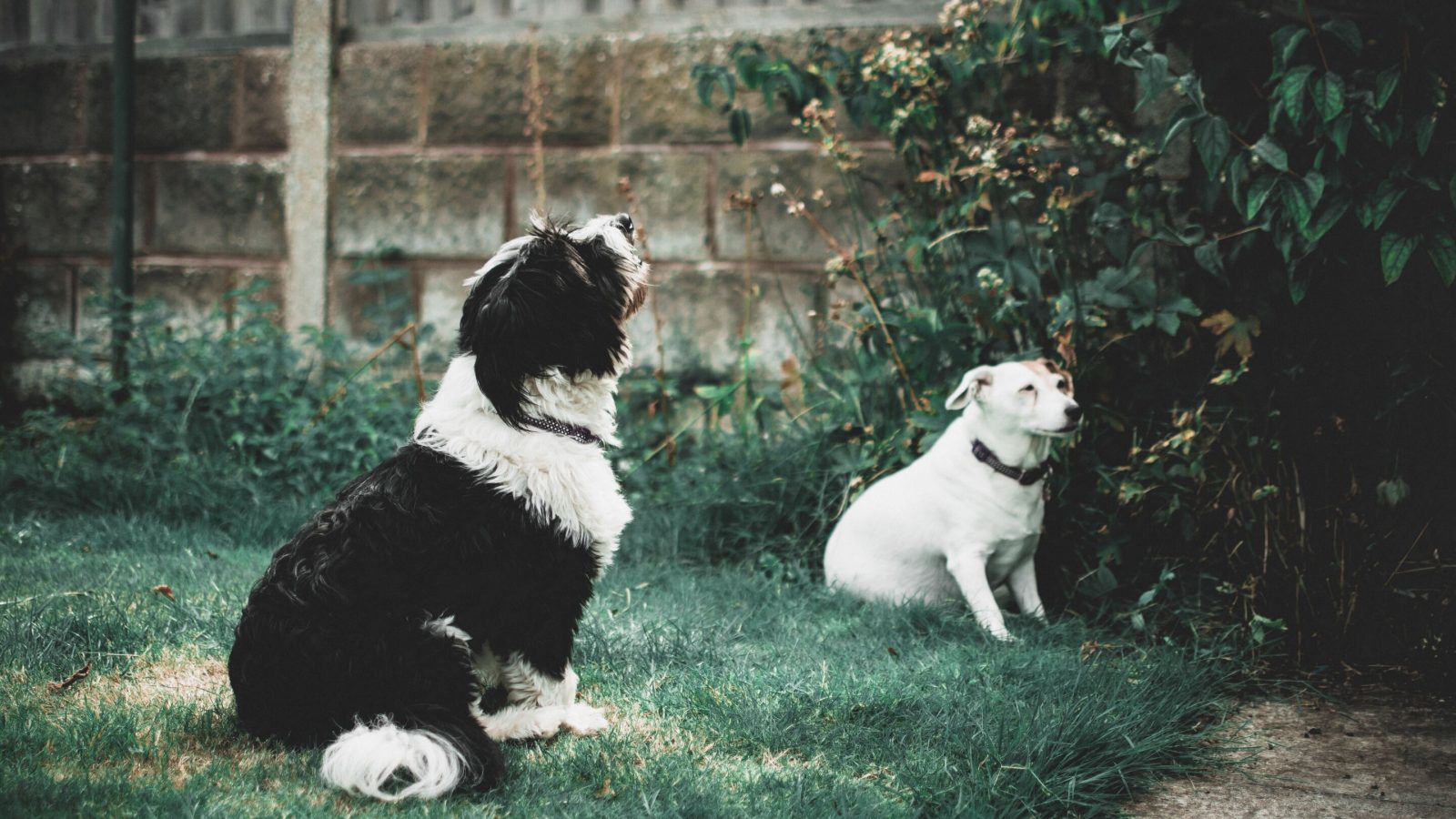 Dogs show human-like brain activity when they restrain themselves