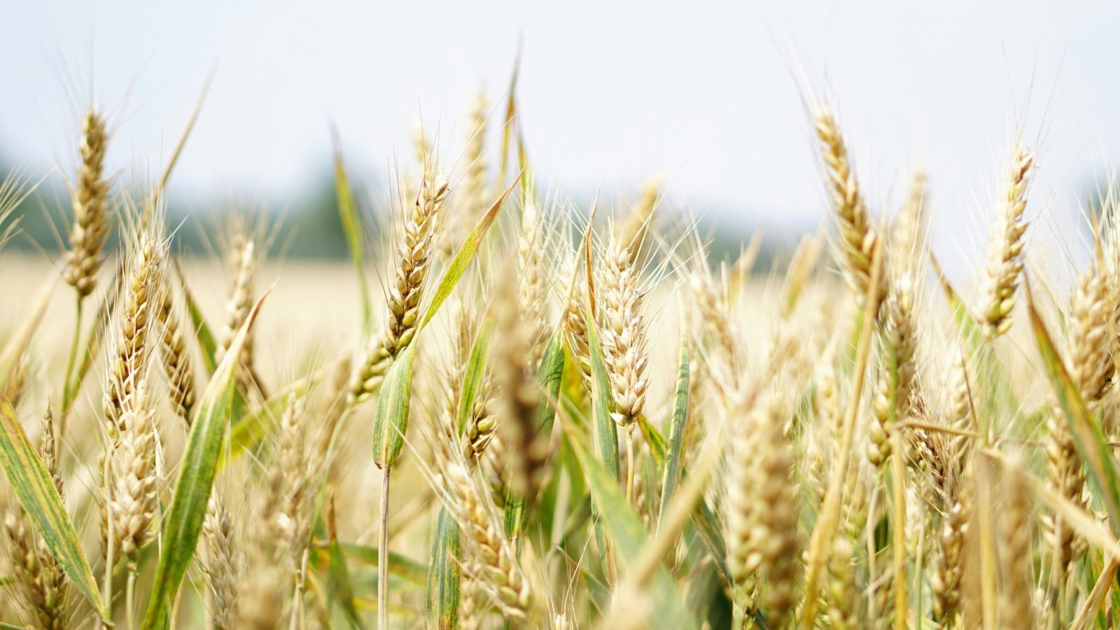 Early heat waves hit wheat yields hardest but boost resilience to subsequent heat waves