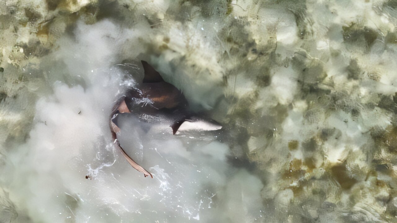 Eat, prey, love: Nurse shark mating and Northeast angler conflicts offer conservation insights