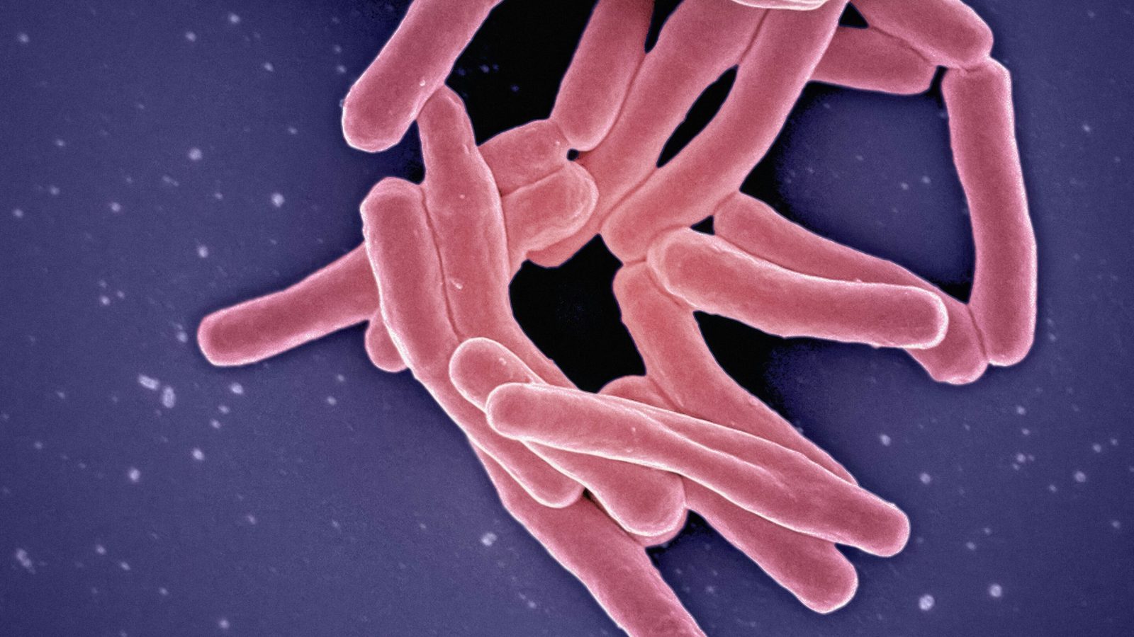 Evolved enzymes build tuberculosis antibiotic ingredient in the desired form, potentially reducing waste