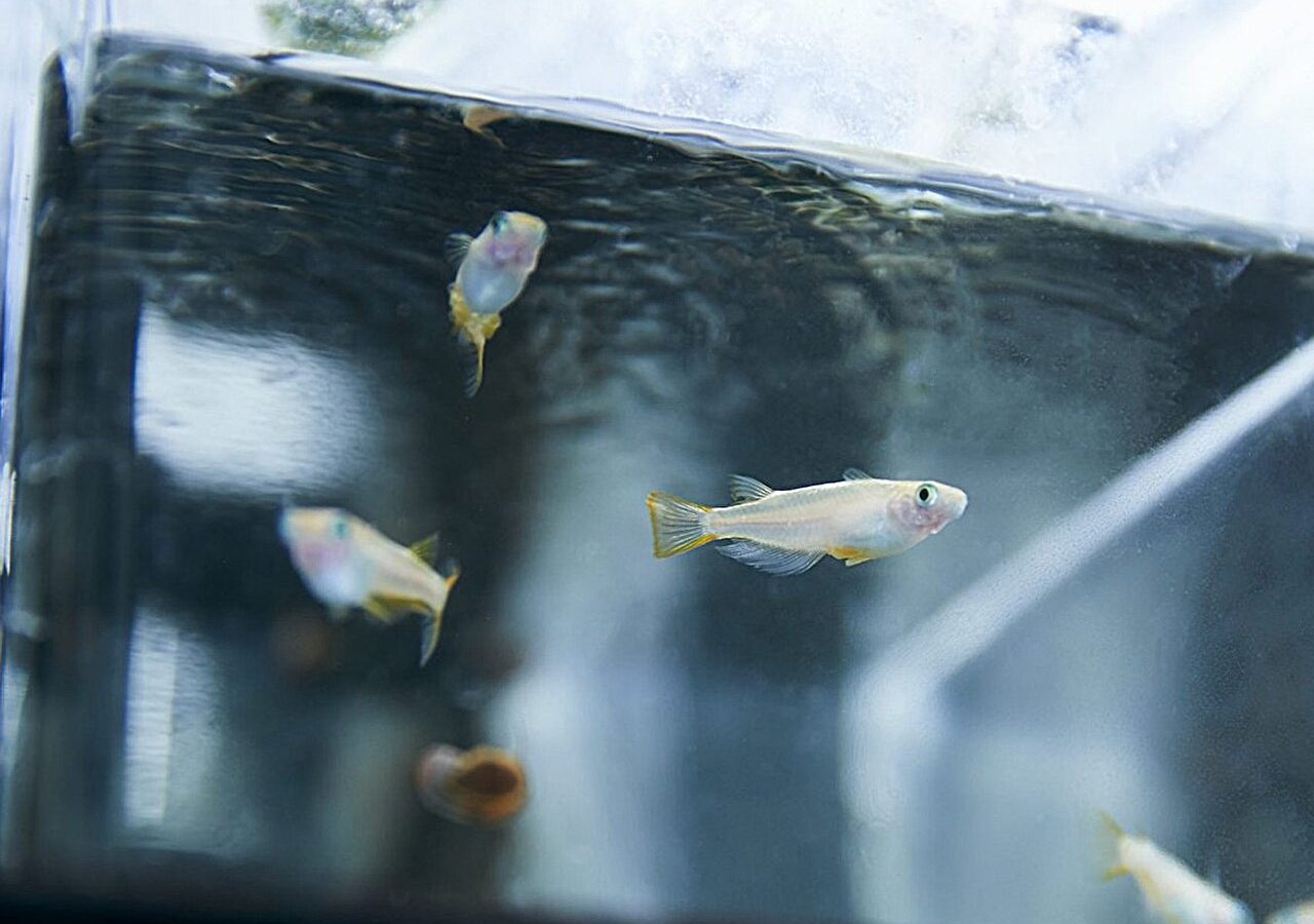 Fish may be highly sensitive to antidepressants found in water