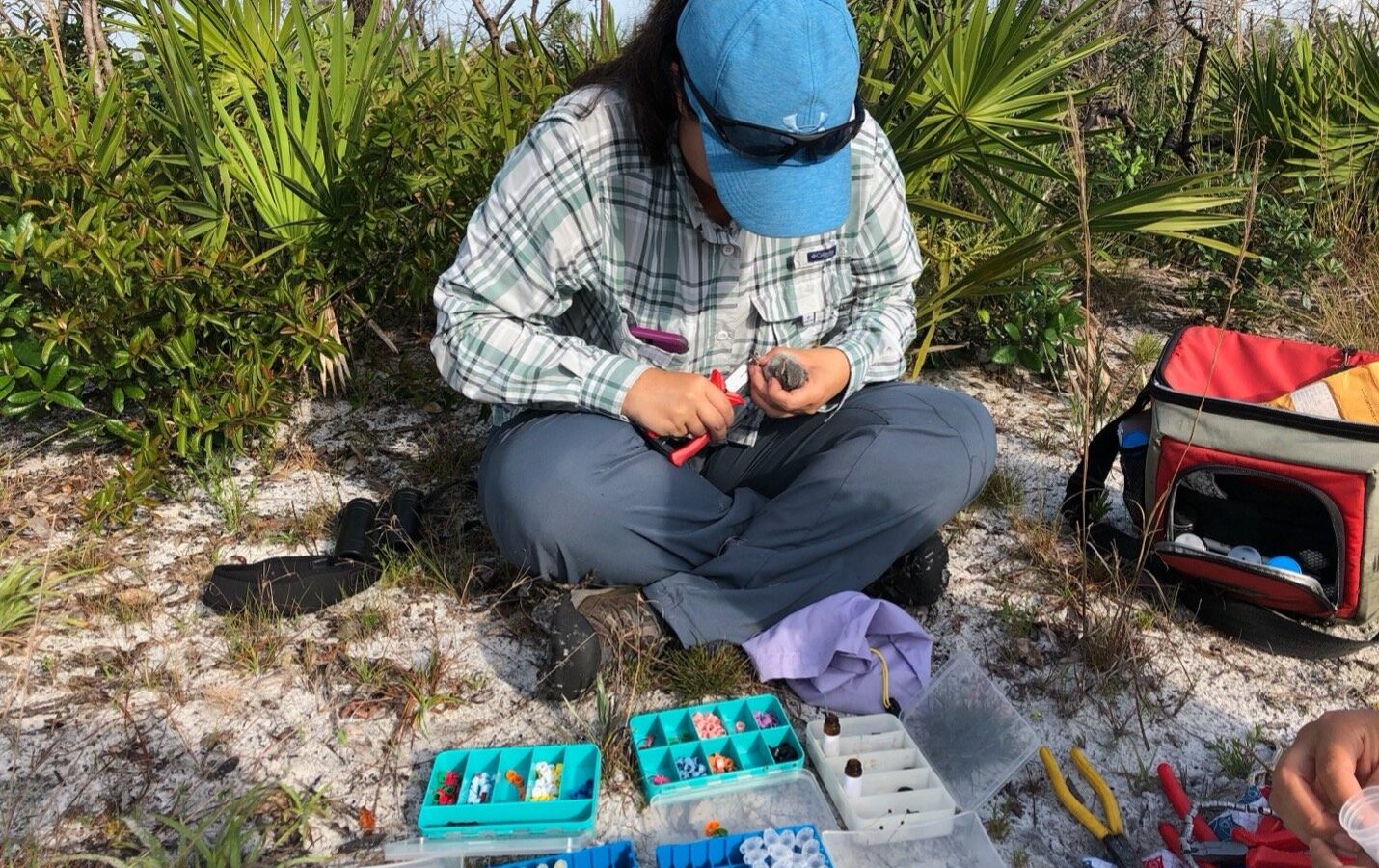 Florida scrub-jays attempt to breed at unusually young age after large-scale translocation