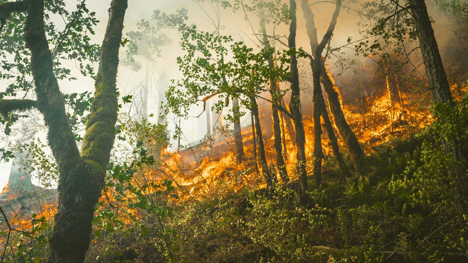 Forest fire smoke reduces bird diversity, study suggests