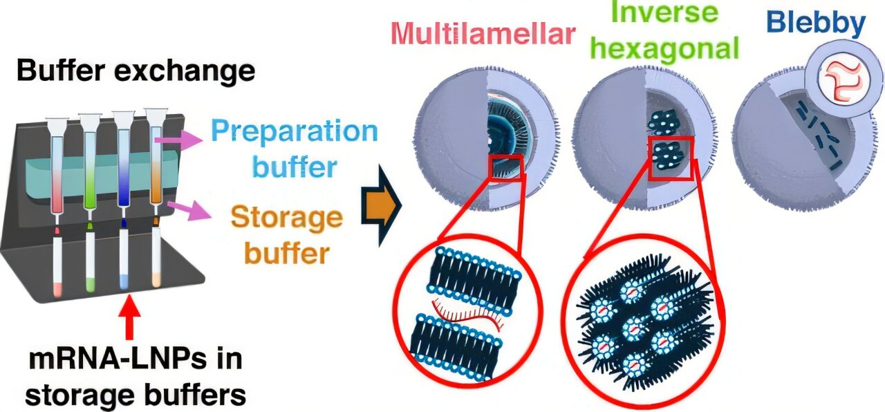 Freezing threatens mRNA delivery, but Tris buffer helps nanoparticles retain their potency