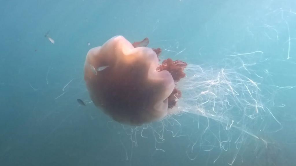 Giant jellyfish with '40ft tentacles' captured on camera off coast