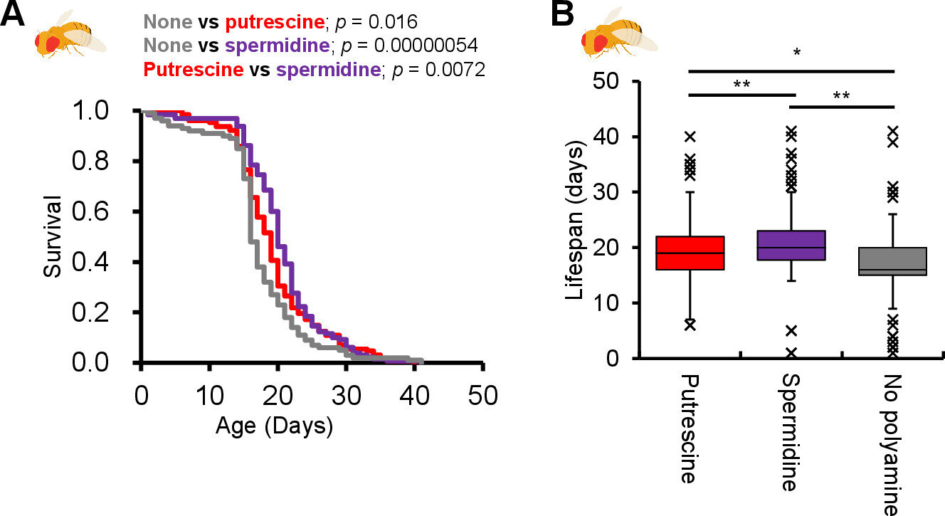 Gut bacteria-derived metabolite extends the lifespan of fruit flies