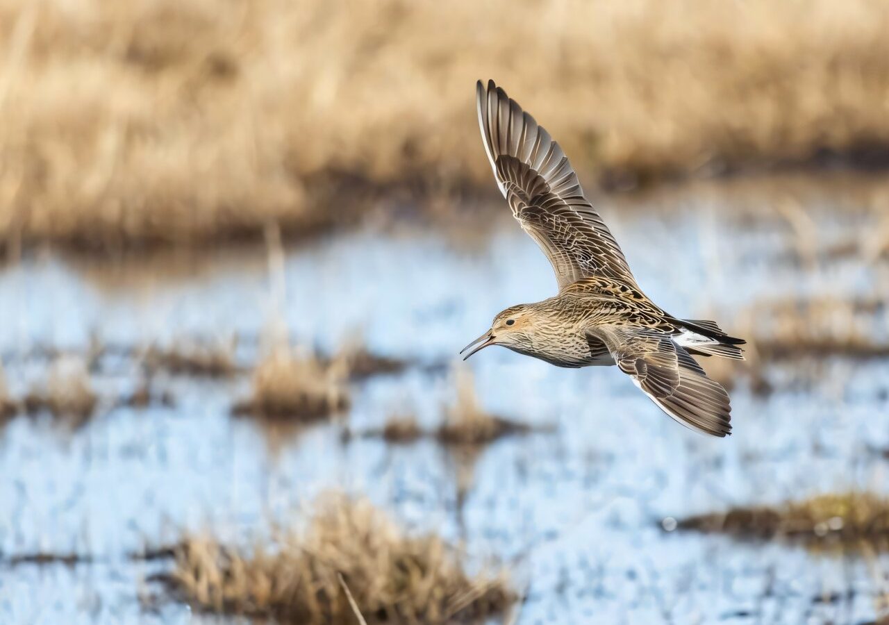 Home advantage or pastures new? High-Arctic shorebirds rarely return to the same breeding area