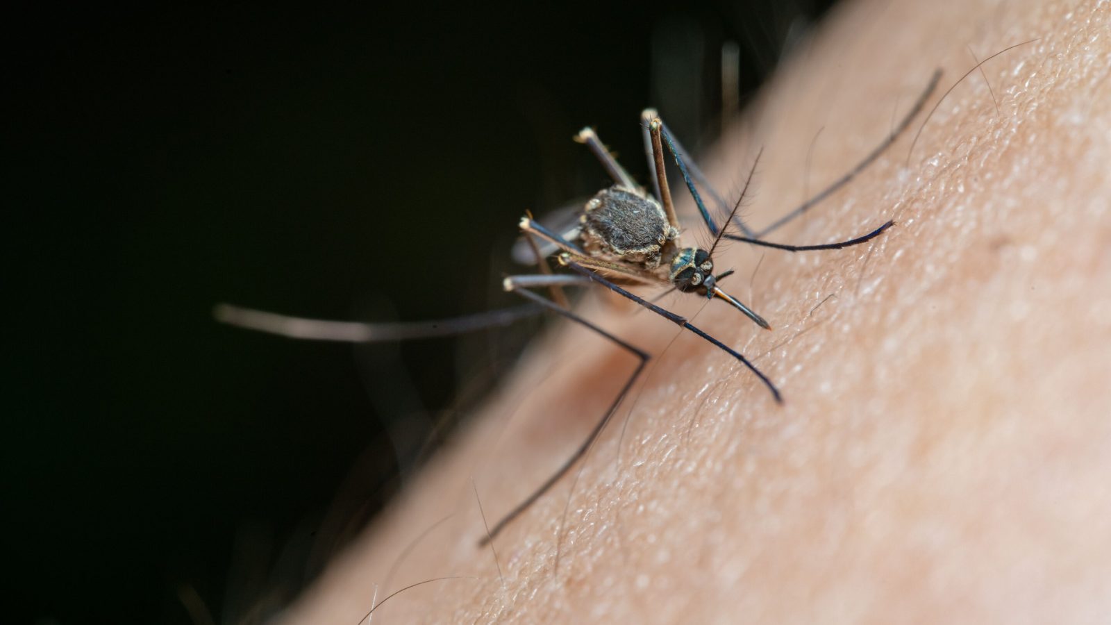 How the malaria parasite boosts its transmission potential under stress conditions
