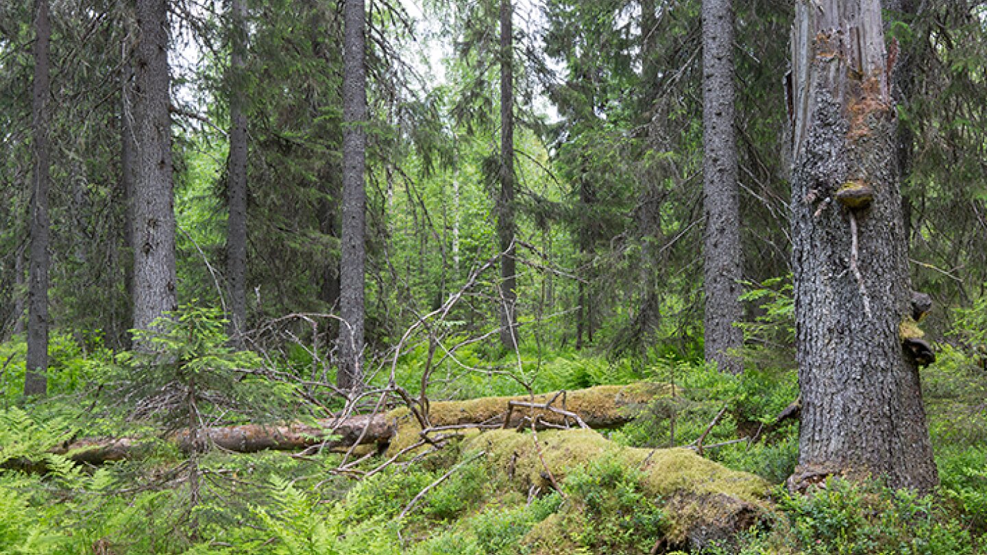 Identifying old-growth forests in Northern Europe requires common scientific criteria