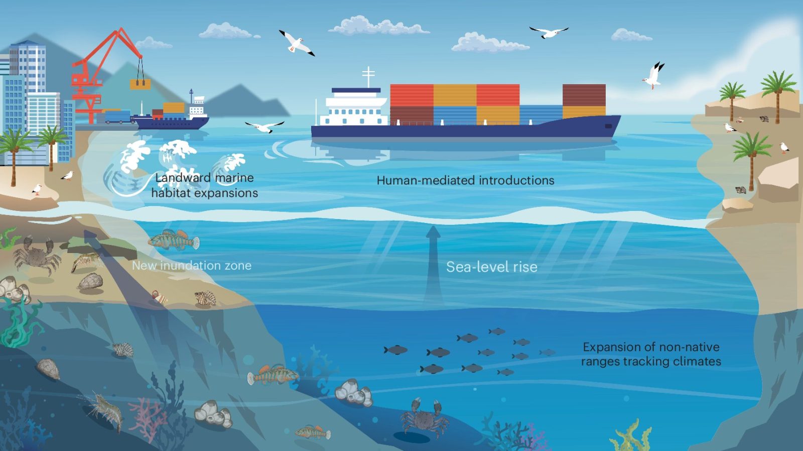 Invasive marine species set to take advantage of rising seas