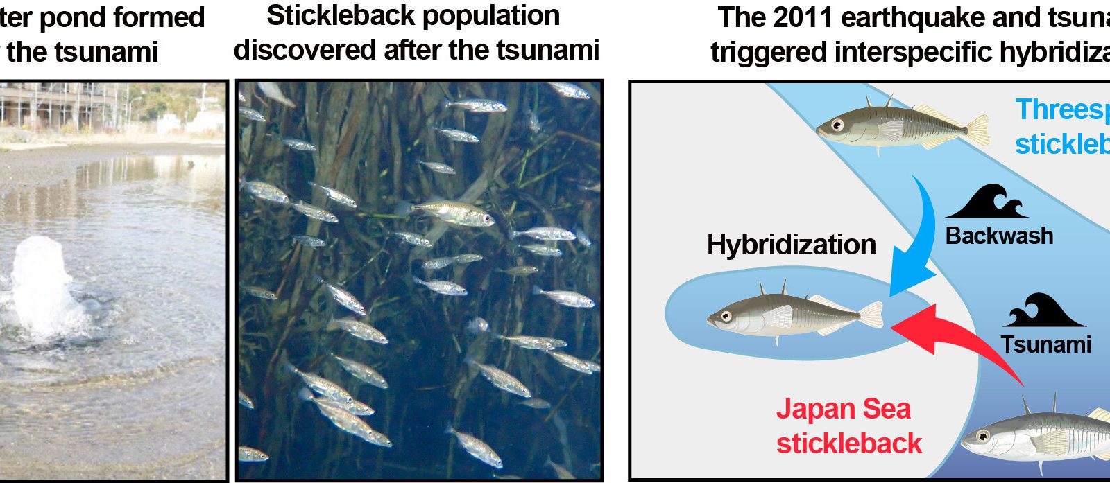Japan's 2011 tsunami sparked fish hybridization, but species boundaries largely held