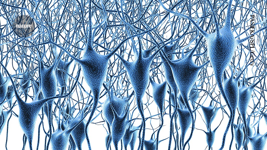 Landmark map of human brain’s gene activity holds clues to Alzheimer’s disease and more