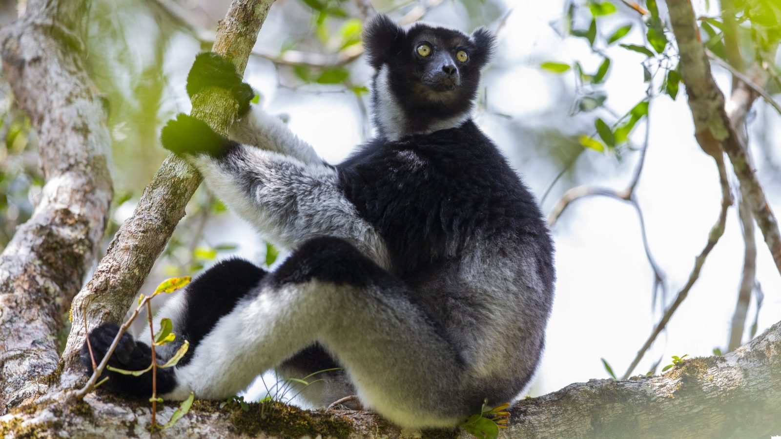 Lemur uses opera singer's trick to belt out forest songs