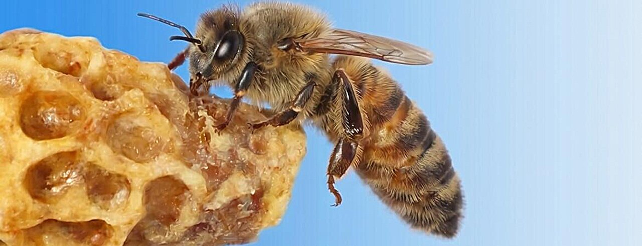 Machine learning helps identify chemicals that repel honey bees from pesticides