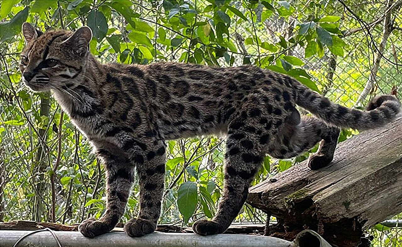 Meet Earth's newest wild cat species, the first named in over a century