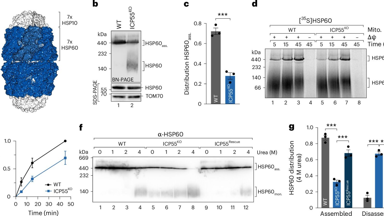 Mitochondrial protein complexes: A single amino acid can jeopardize their stability