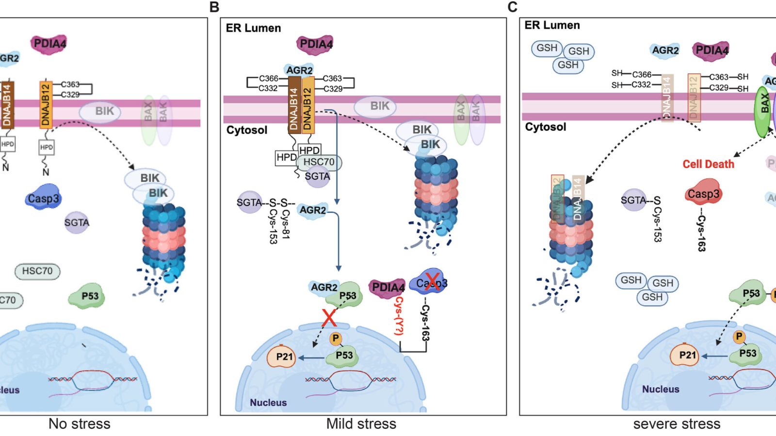 Molecular 'self-destruct' switch discovered: How stressed cells decide between survival and death