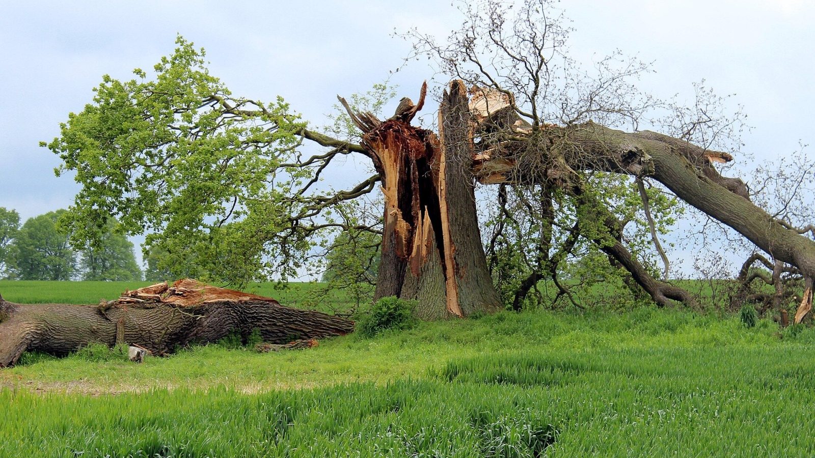 More damaged trees mean fewer ecosystem benefits for low-income residents