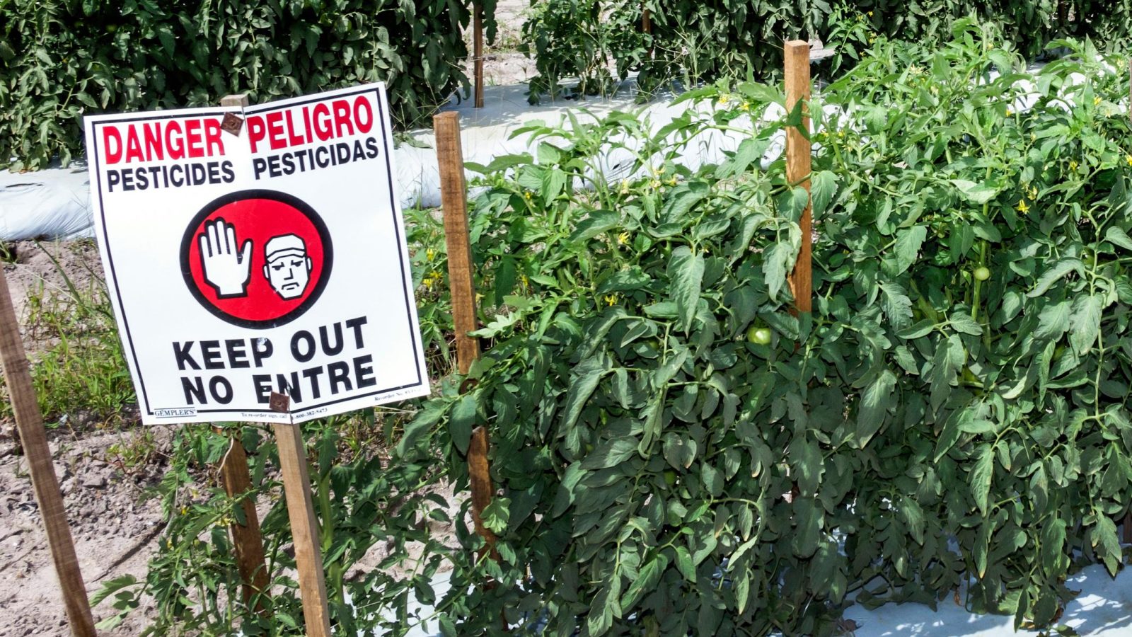 New research finds 485 chemicals in US pesticide products linked to breast cancer