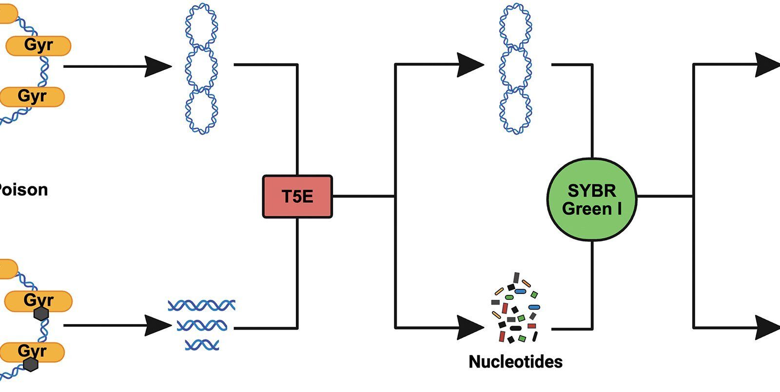 New screening method finds rare DNA gyrase poison for future antibiotics