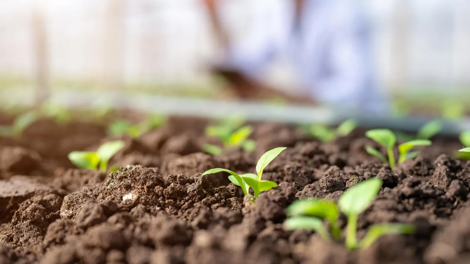 New soil test could reveal how soil microbes help feed plants
