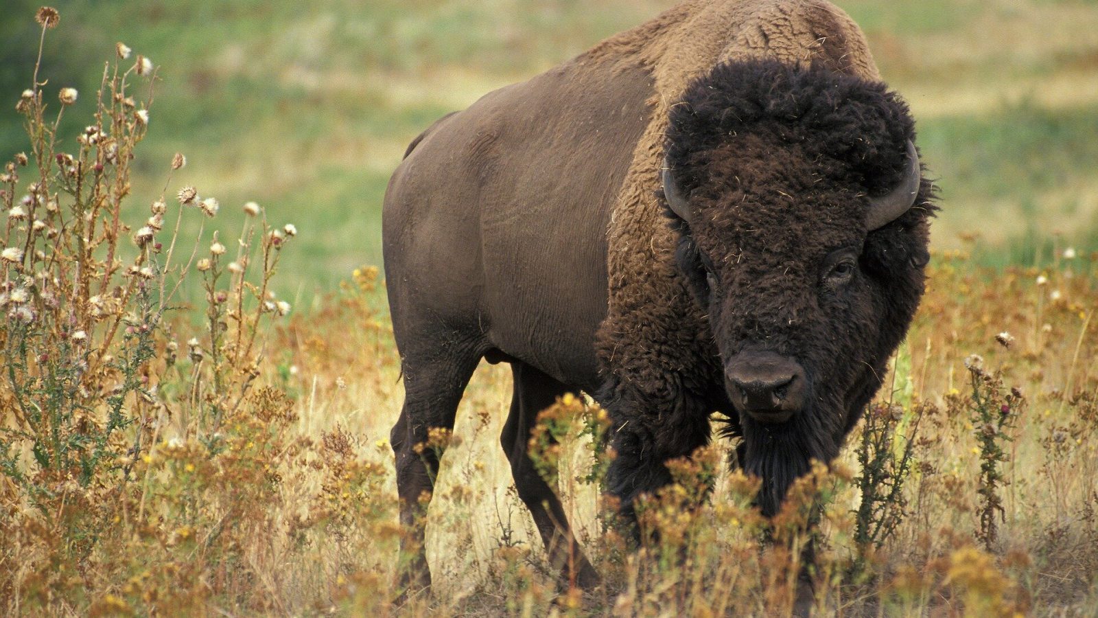 New study reveals gaps in bison parasite management