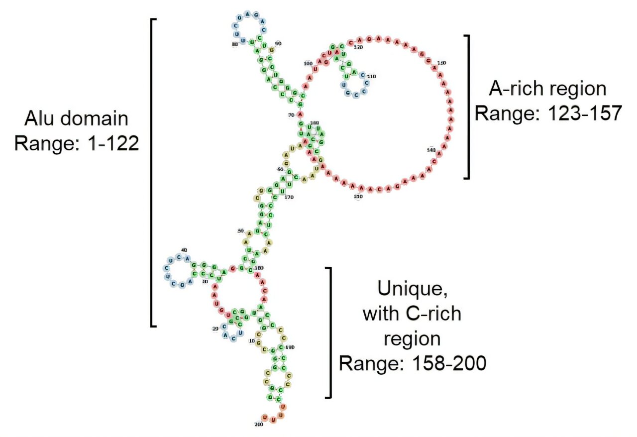 New type of human 'jumping gene' found in a poxvirus
