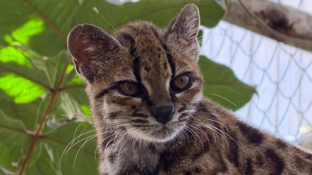 New wild cat species discovered - with only one known living member