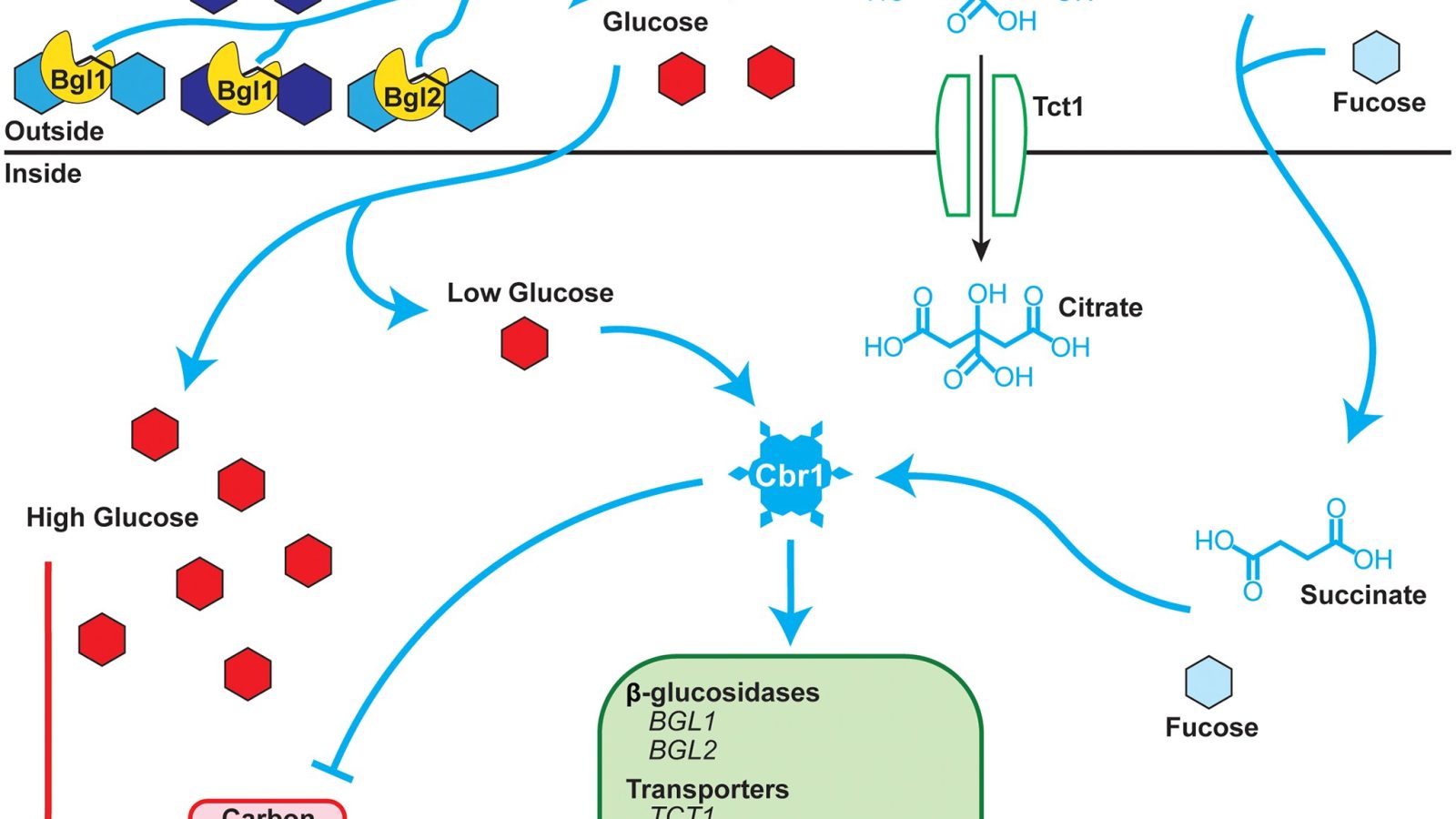 Newfound fungal nutrient-sensing mechanism could advance biofuels and disease control