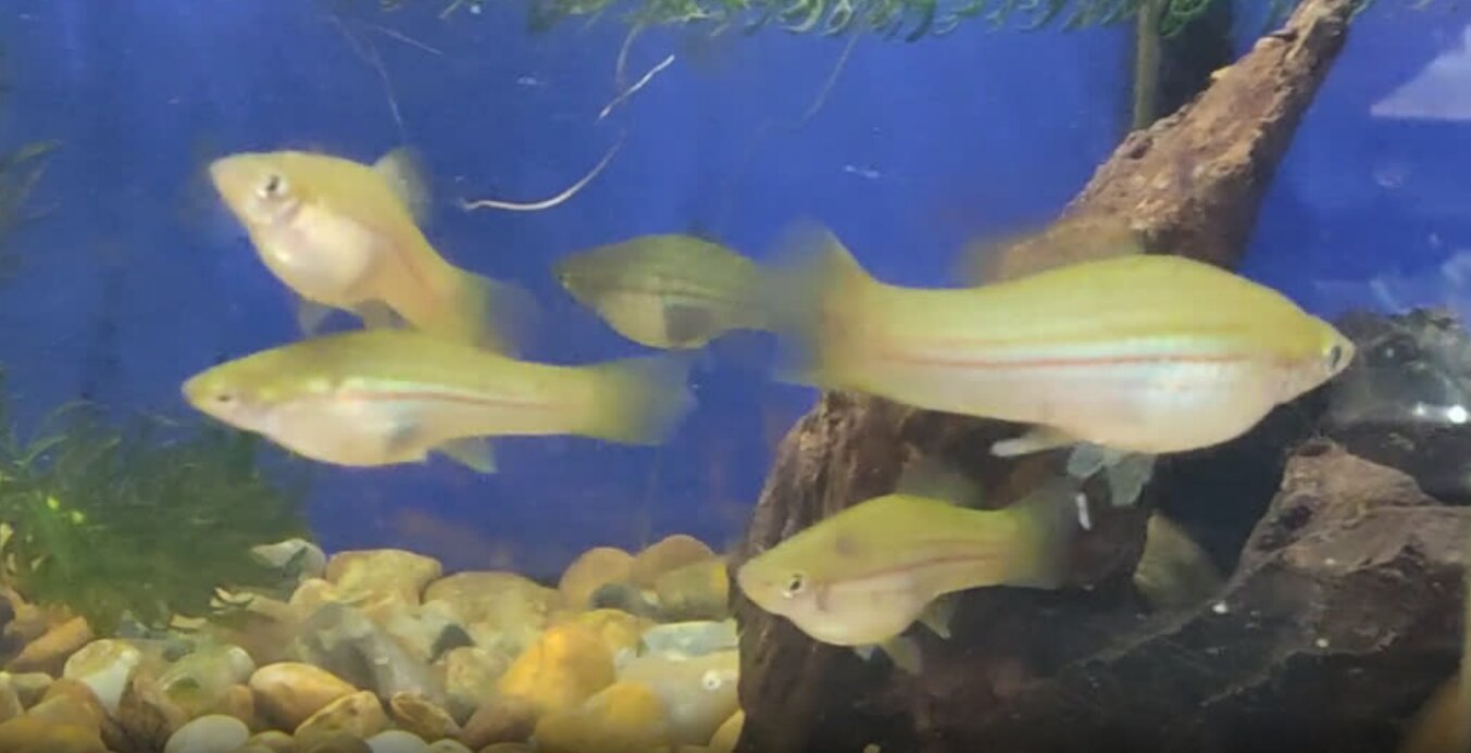 Nine generations of virtual dating reveal how fish shape their ideal mates