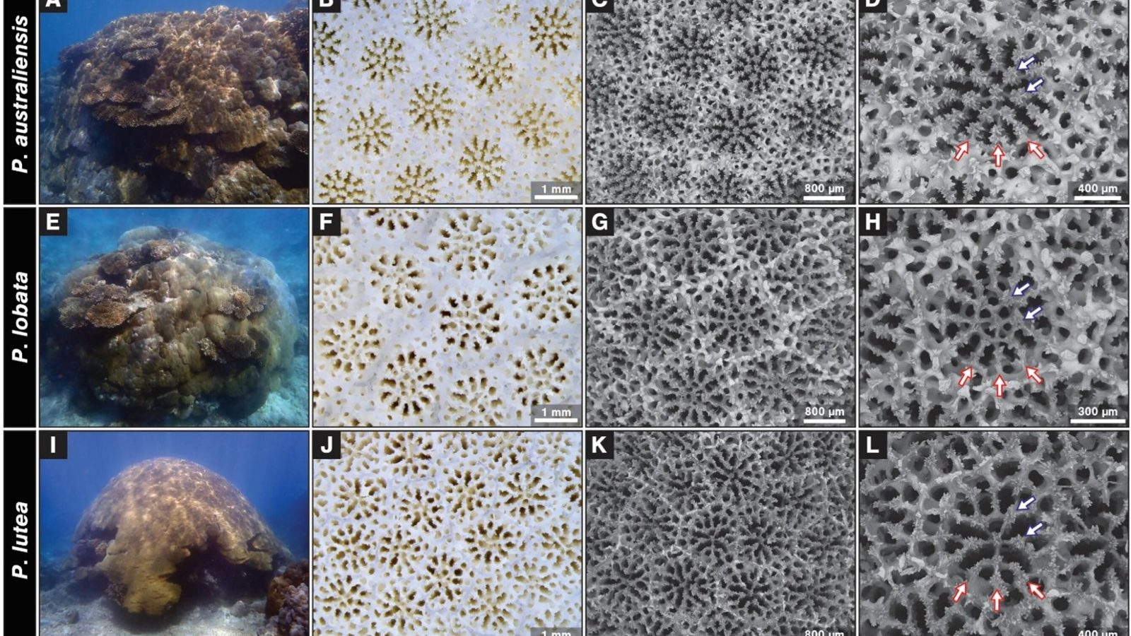Ningaloo Reef corals reveal early fall spawning window for two key species