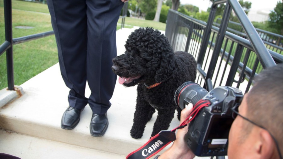 Obamas announce death of family dog Sunny