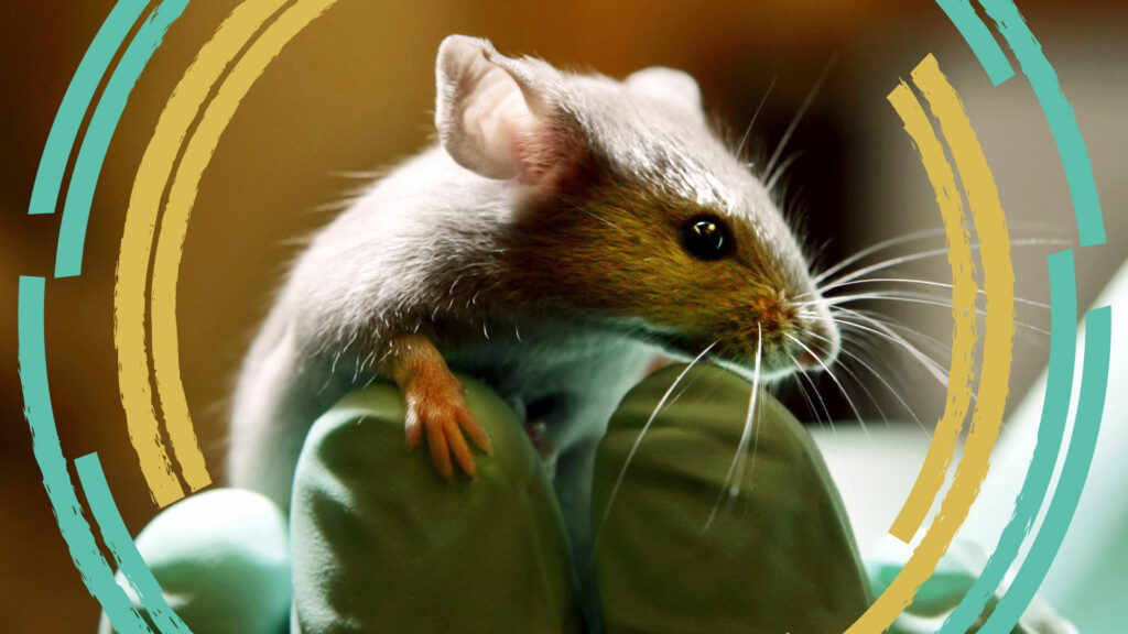 Opinion: STAT+: What to think about those mice with half-human brains