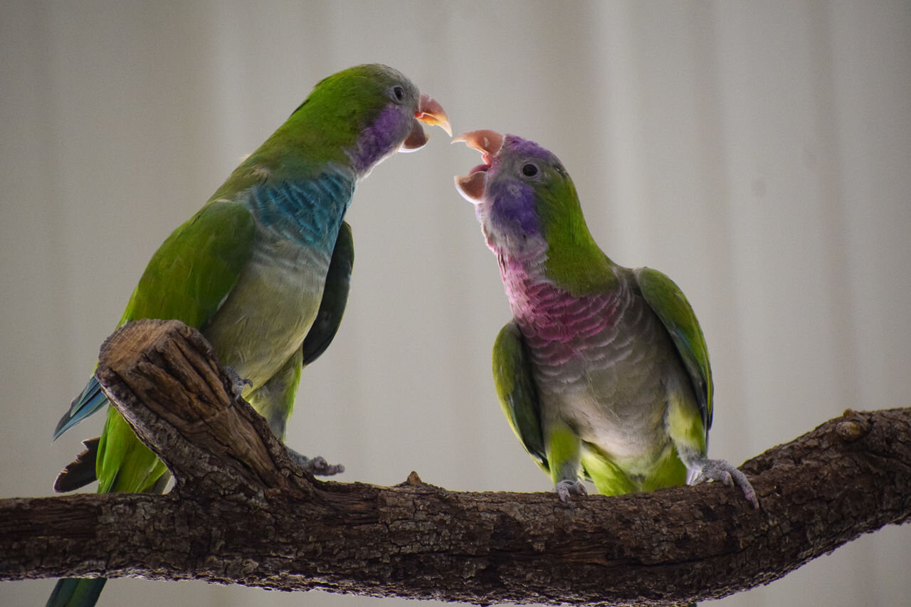 Parakeets, male or female, love a good fight